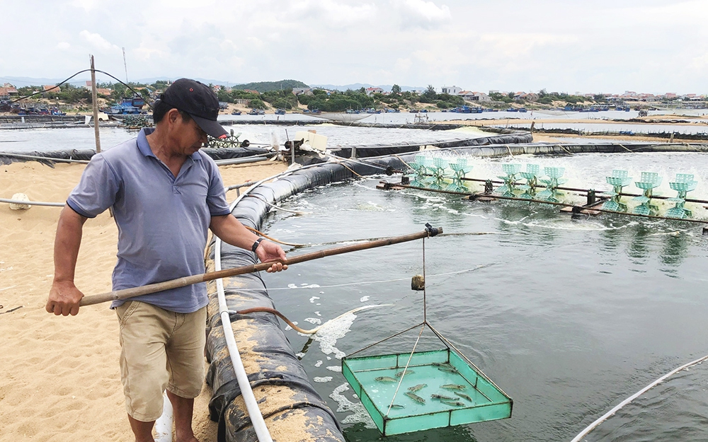 Hồ nước ngọt đẹp như phim ở Bình Định, nuôi cá đặc sản, cá điêu hồng kiểu gì mà bán sang Nhật Bản? - Ảnh 4.