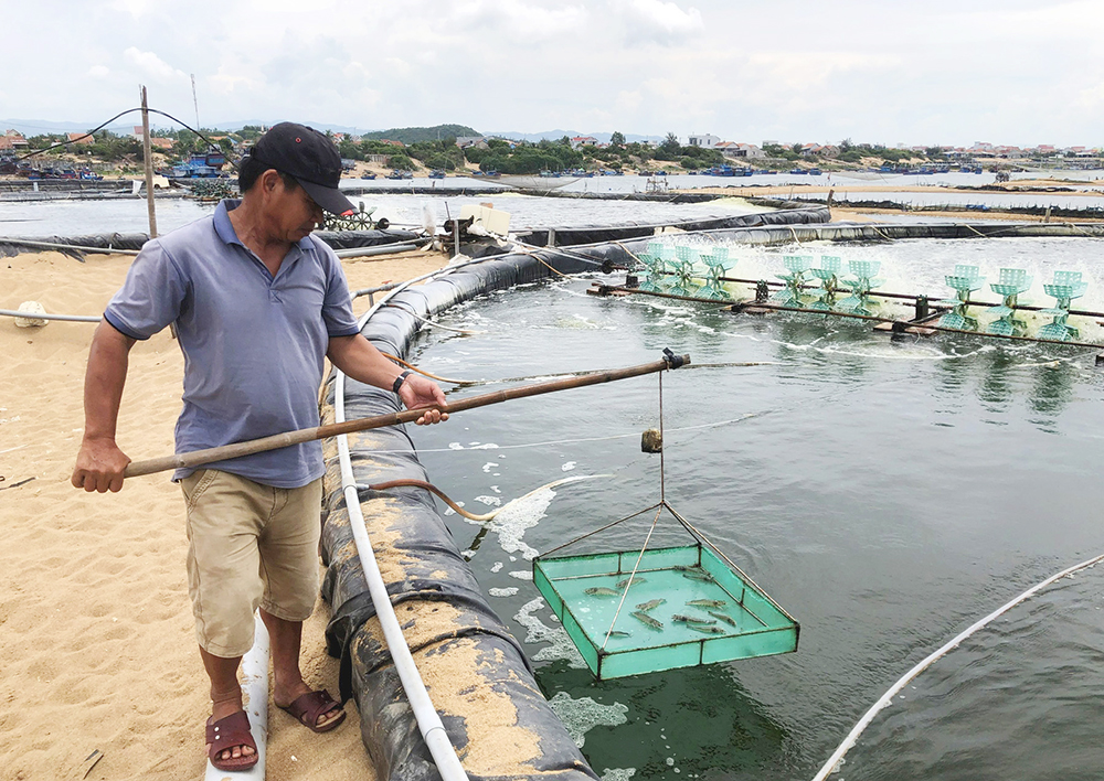 Nuôi tôm nước lợ năm 2024 ở Phú Yên, Giá cả bấp bênh, hiệu quả kinh tế không cao - Ảnh 1.