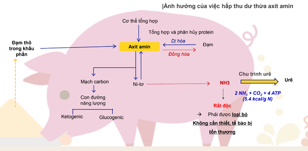 Loại thức ăn gì giúp người chăn nuôi "bỏ túi" thêm 200 triệu đồng mỗi 1000 con lợn  - Ảnh 6.