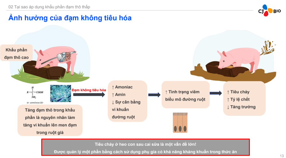 Loại thức ăn gì giúp người chăn nuôi "bỏ túi" thêm 200 triệu đồng mỗi 1000 con lợn  - Ảnh 3.