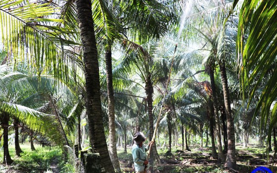 Thán phục dân huyện này ở Đắk Nông trồng cà phê, lật đá, dọn vườn, tìm nước tưới - Ảnh 6.