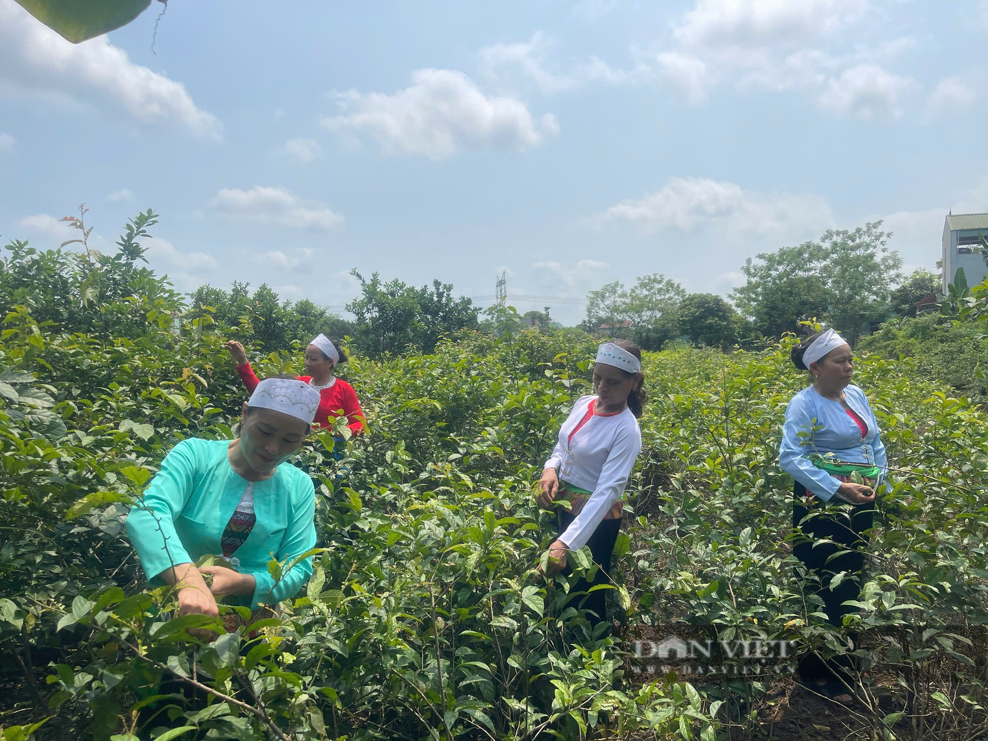 Phát huy vai trò của xây dựng kinh tế tập thể, nâng cao đời sống hội viên nông dân Hòa Bình- Ảnh 1.