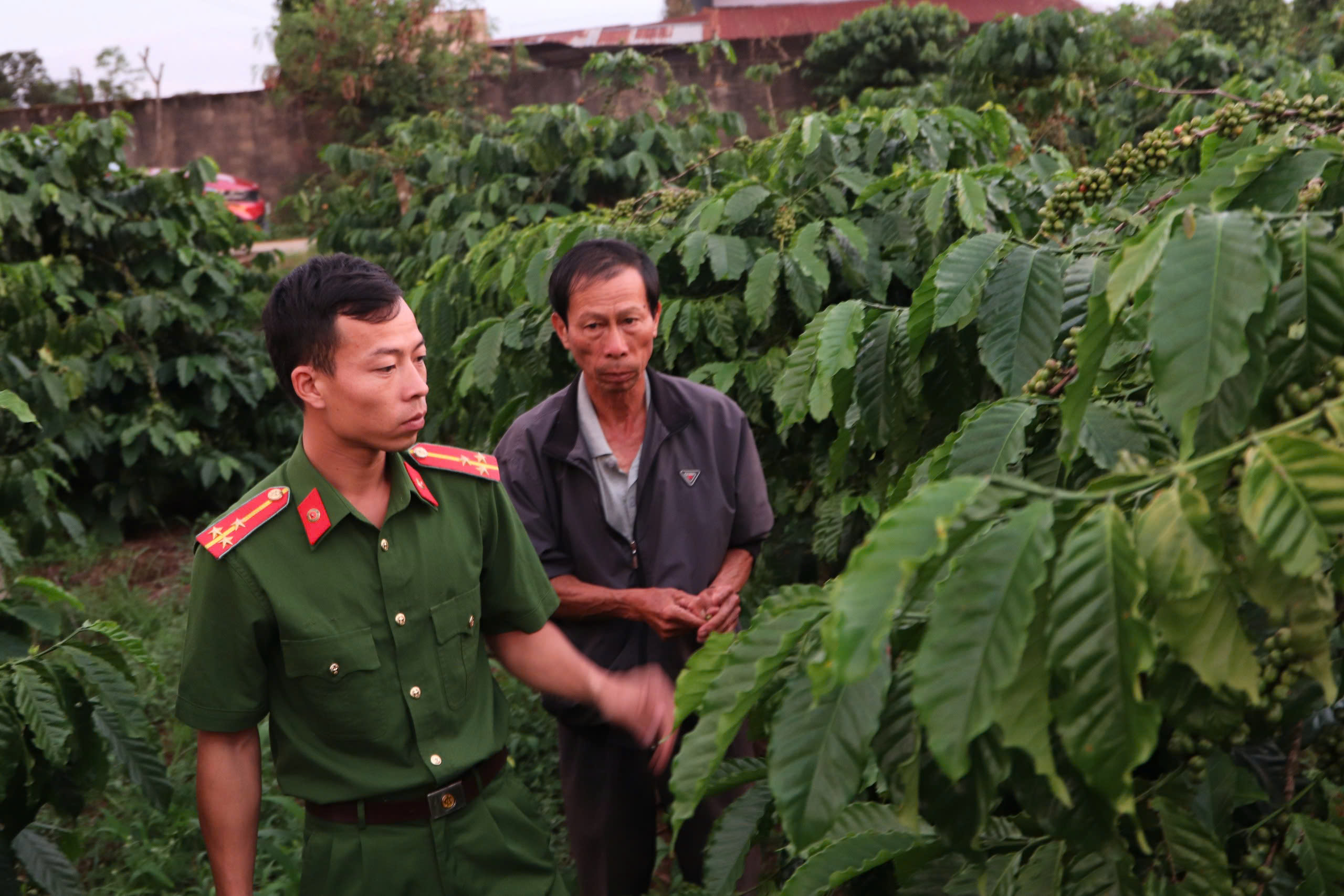 Giá cà phê đạt trên 100.000 đồng/kg, nông dân Lâm Đồng vừa mừng vừa lo - Ảnh 3.