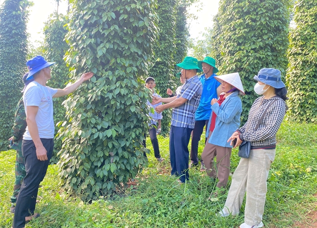 Nông dân Đắk Nông chuyển mạnh sang canh tác hồ tiêu bền vững, chú trọng giảm nước, giảm phân bón - Ảnh 1.