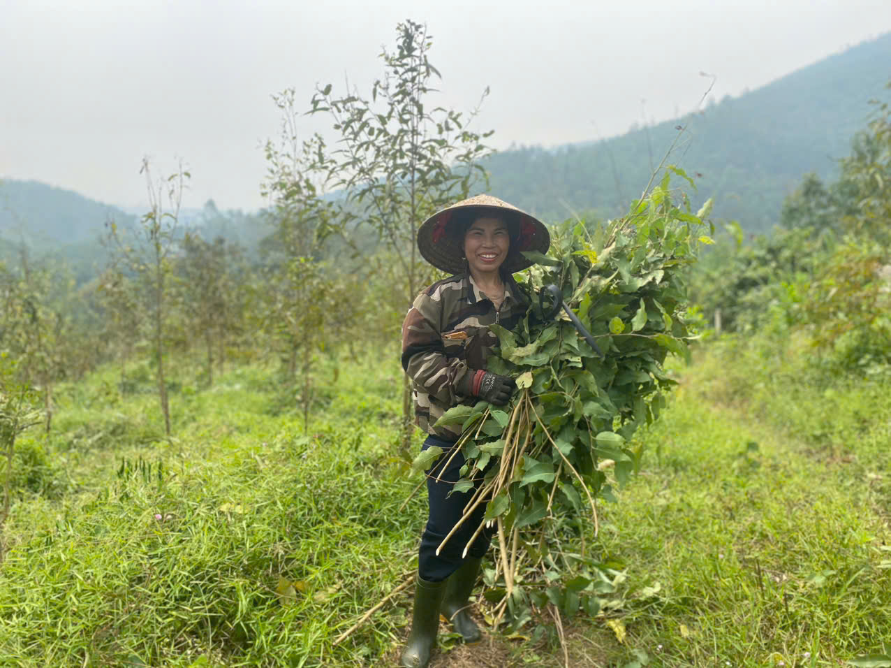 Bạch đàn chanh: Cây lâm nghiệp mới mang lại lợi nhuận cao cho nông dân Phú Thọ