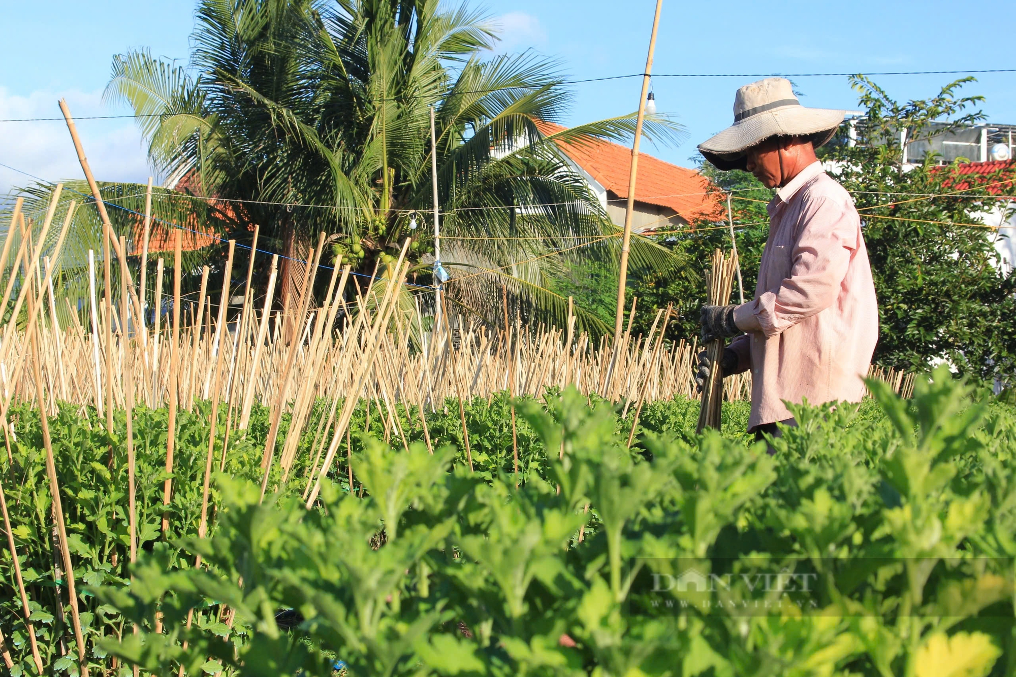 Vườn hoa cúc ở Ninh Giang xanh tốt, đẹp như trong phim, sẵn sàng phục vụ dịp Tết Nguyên đán 2025- Ảnh 5.