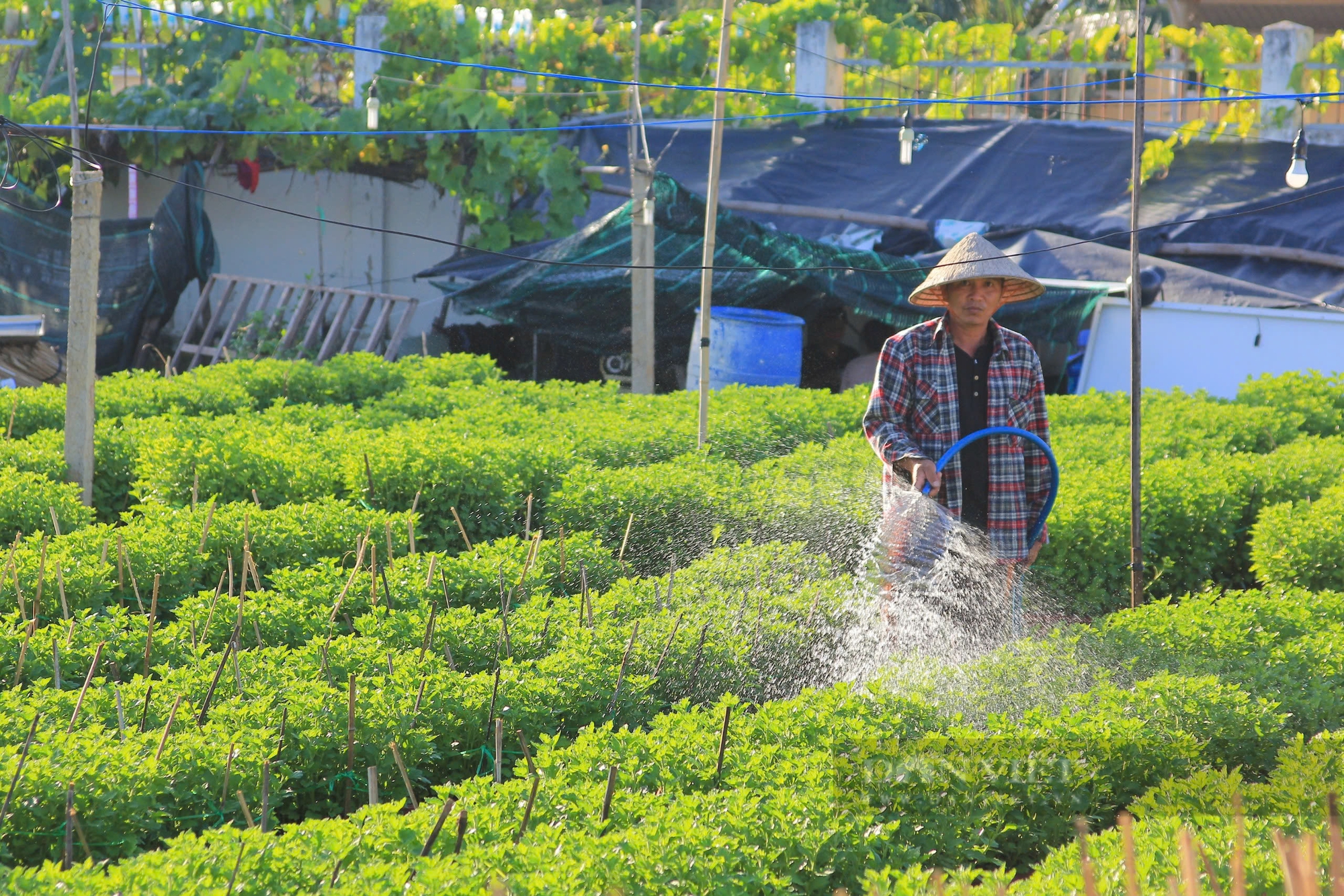 Vườn hoa cúc ở Ninh Giang xanh tốt, đẹp như trong phim, sẵn sàng phục vụ dịp Tết Nguyên đán 2025- Ảnh 3.