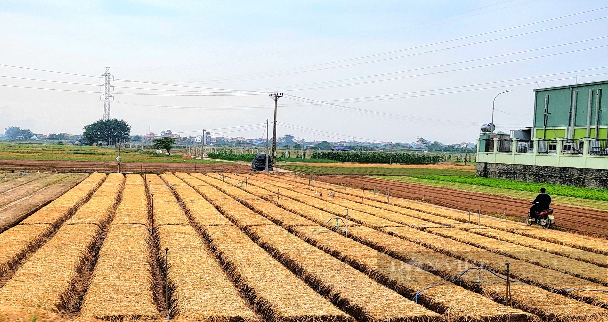 Nông dân Hải Dương biến rơm rạ thành hàng hoá hữu ích trong sản xuất nông nghiệp tuần hoàn- Ảnh 5.