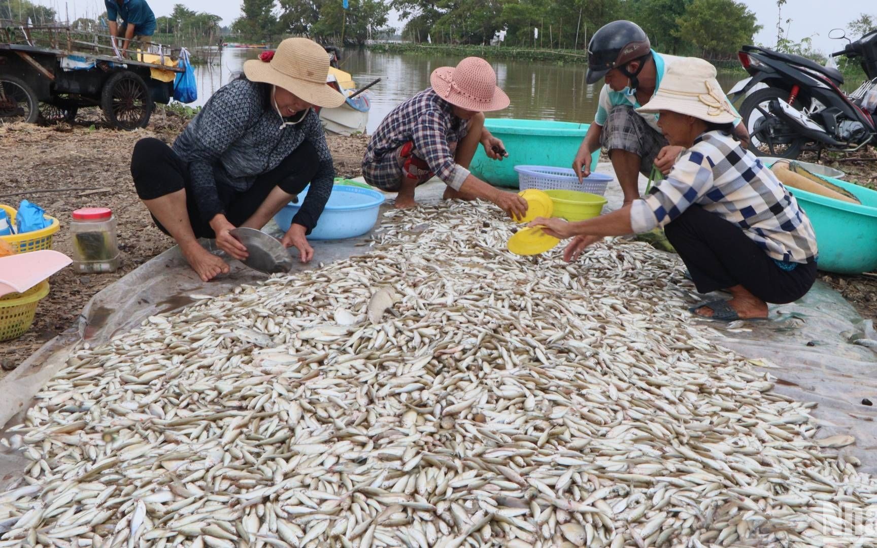 Trồng na Thái ra trái to bự, vườn đẹp như phim, anh nông dân Sóc Trăng bất ngờ trúng lớn - Ảnh 4.