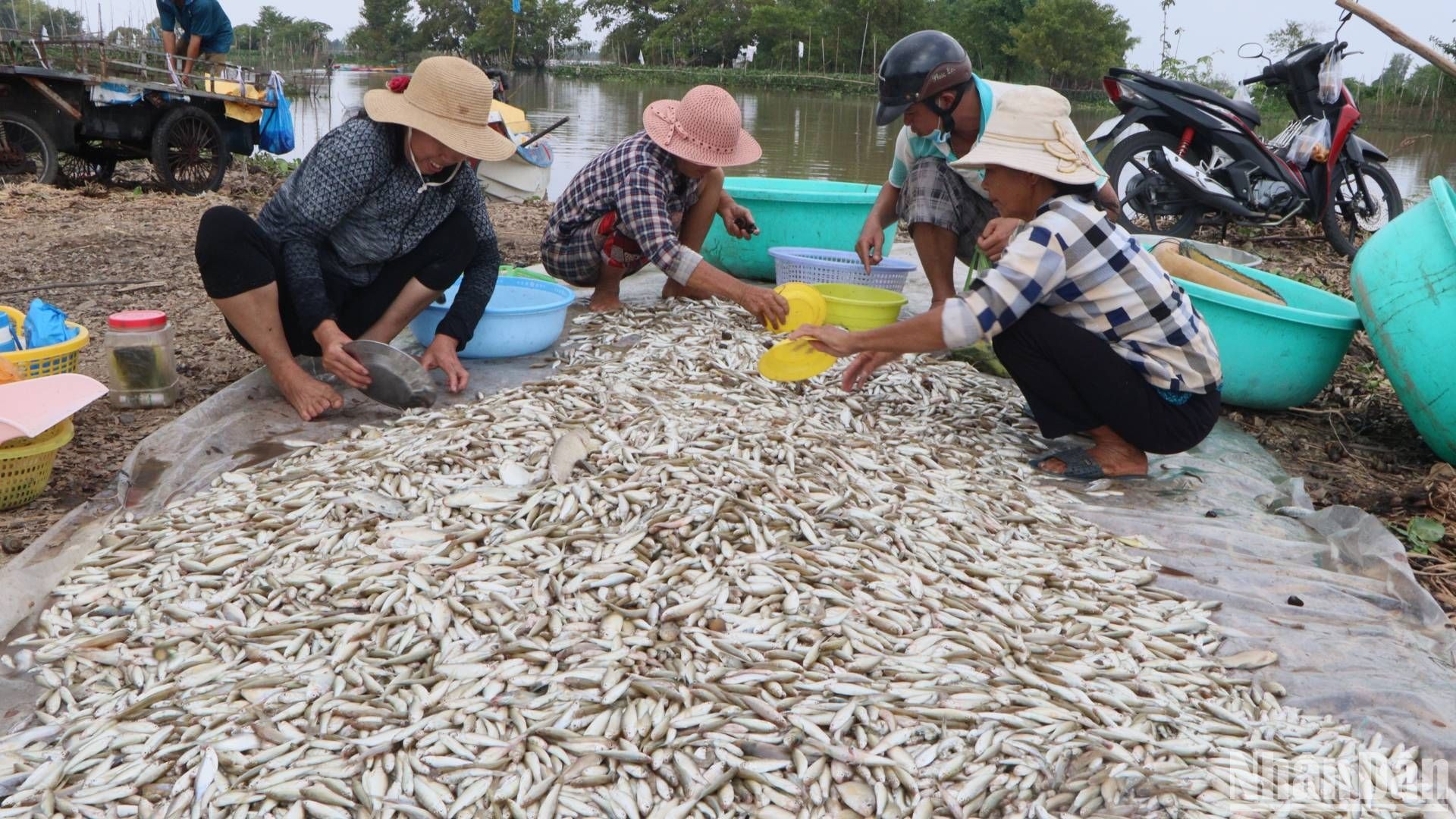 Bắt la liệt cá linh, cá đồng, tôm sông mùa nước nổi An Giang, sao vẫn lo con nước bất thường?- Ảnh 1.