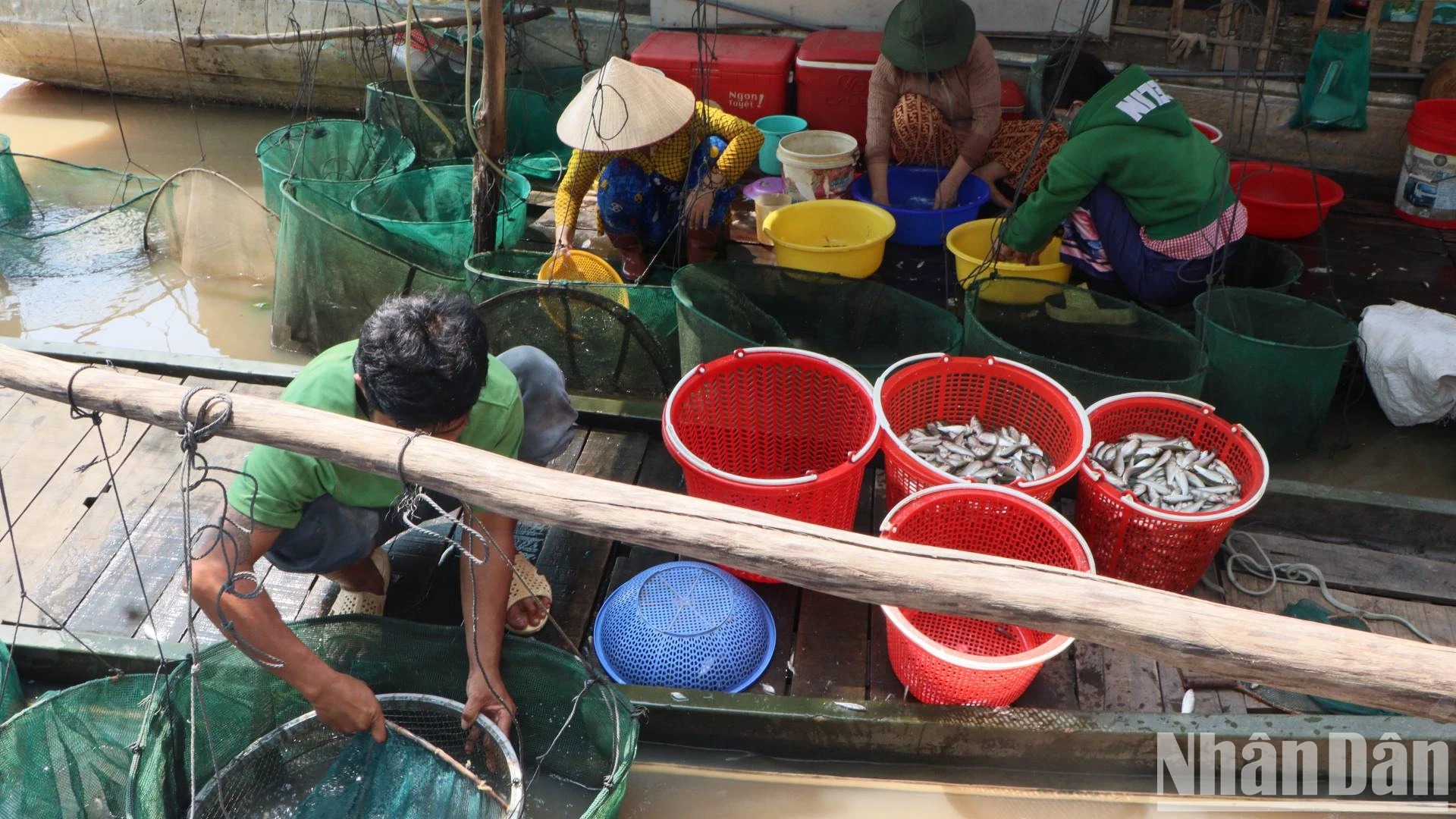 Bắt la liệt cá linh, cá đồng, tôm sông mùa nước nổi An Giang, sao vẫn lo con nước bất thường?- Ảnh 7.