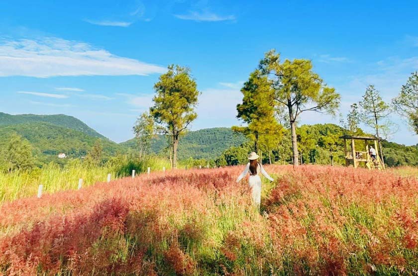 Không cần đến Đà Lạt, ngay gần Hà Nội cũng có đồi cỏ hồng đẹp đến nao lòng trong ngày chớm đông - Ảnh 2.