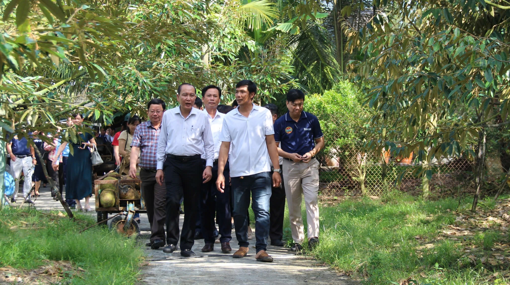 Phó Chủ tịch Thường trực Hội NDVN Phan Như Nguyện thăm mô hình trồng sầu riêng và nuôi cá thát lát tại Hậu Giang- Ảnh 1.