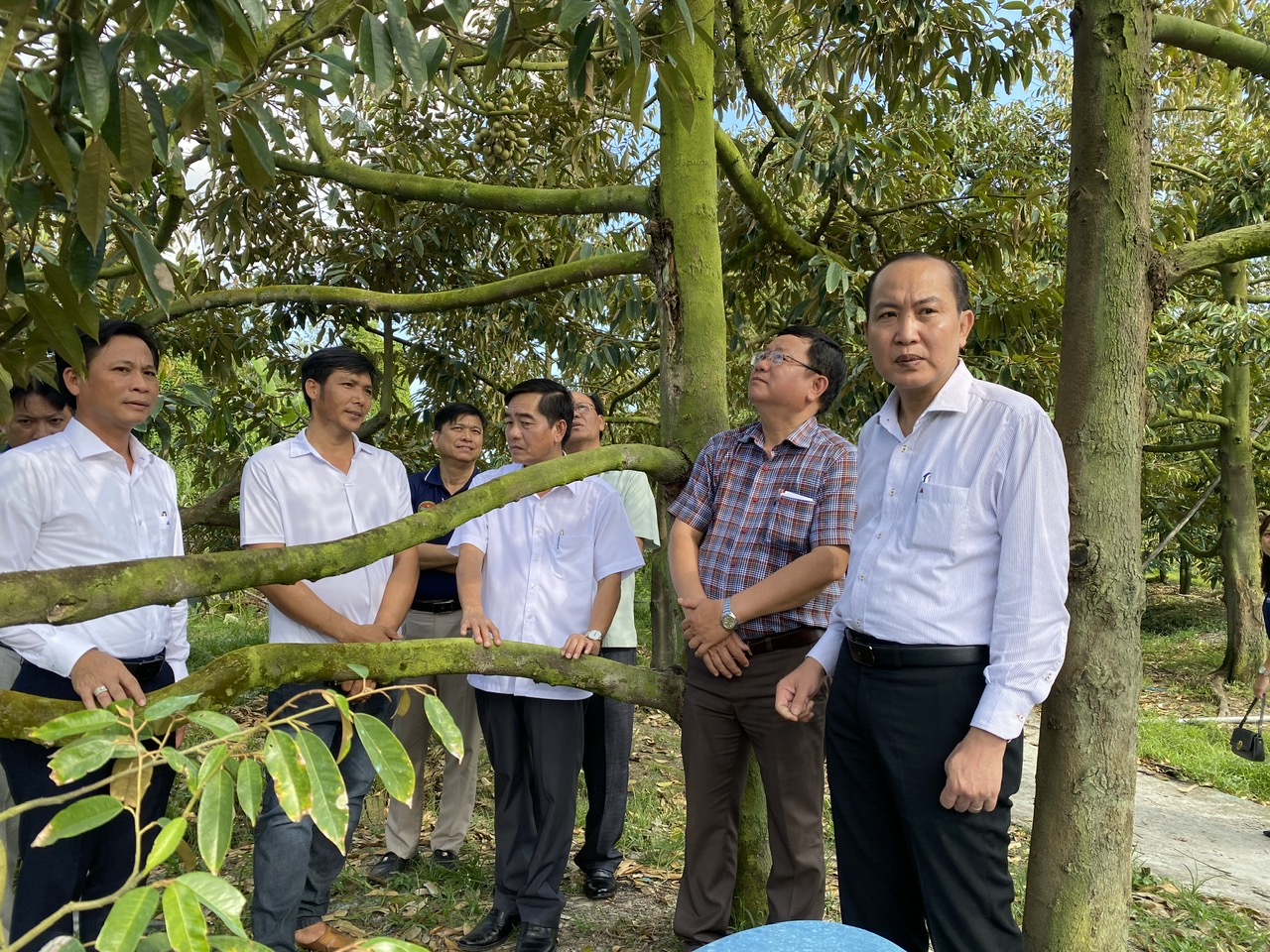 Phó Chủ tịch Thường trực Hội NDVN Phan Như Nguyện thăm mô hình trồng sầu riêng và nuôi cá thát lát tại Hậu Giang- Ảnh 2.