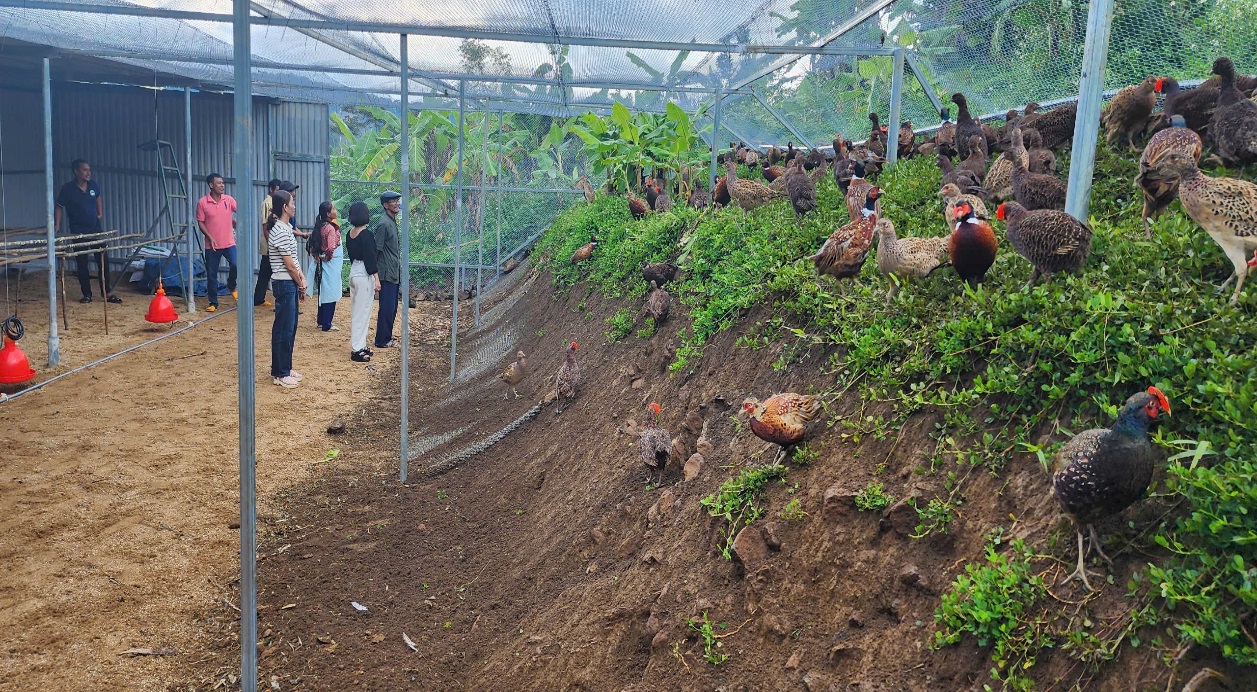 Nuôi chim quý hiếm là loài động vật hoang dã có tên trong sách Đỏ như nuôi gà, ở Bình Định bán 300.000 đồng/kg - Ảnh 1.