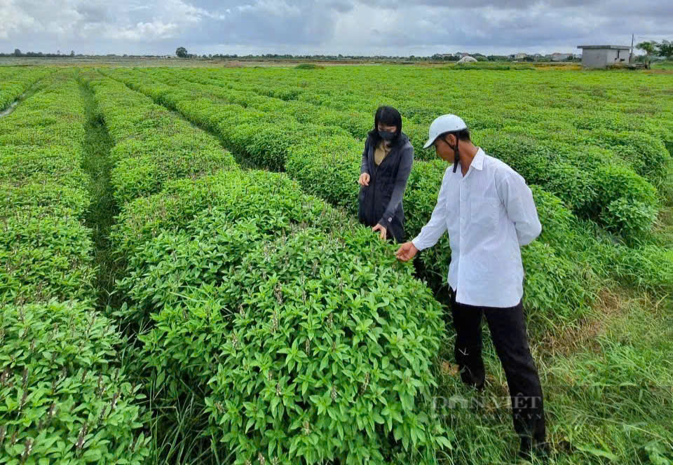 Trồng thứ cây thơm khắp làng, một nông dân Ninh Bình chiết xuất tinh dầu bán hơn 1 triệu/lít - Ảnh 1.