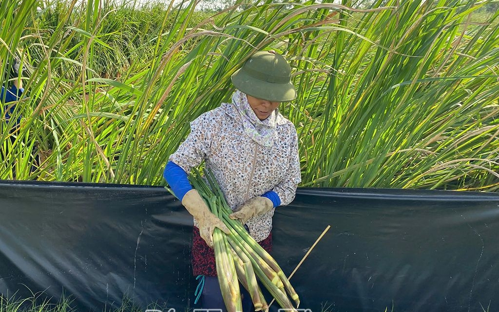 Trồng rau húng quế tốt um, nấu tinh dầu thơm khắp làng, trai Ninh Bình bán 1 triệu đồng/lít - Ảnh 7.