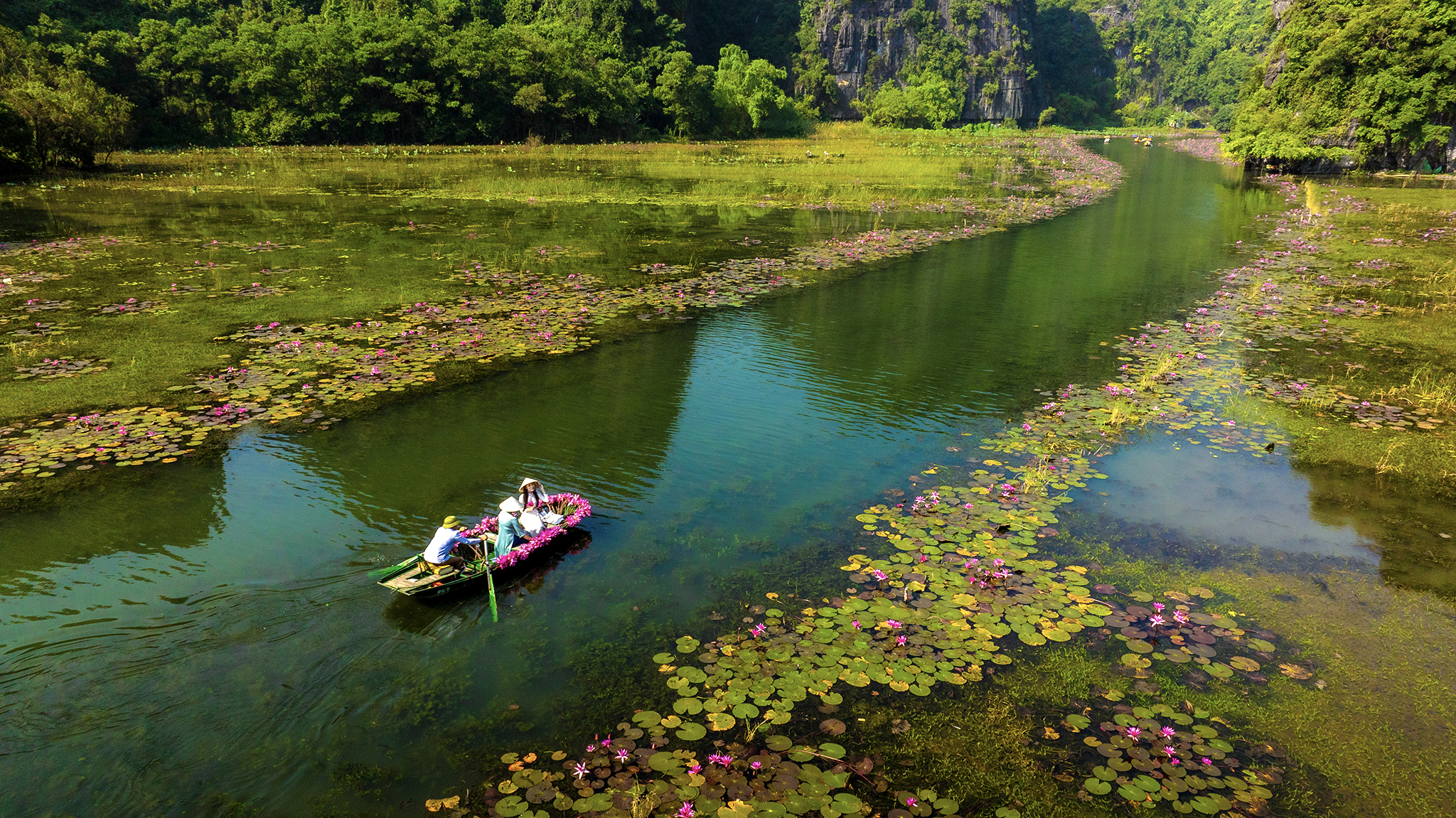 Tam Cốc đẹp nao lòng mùa hoa súng - Ảnh 1.