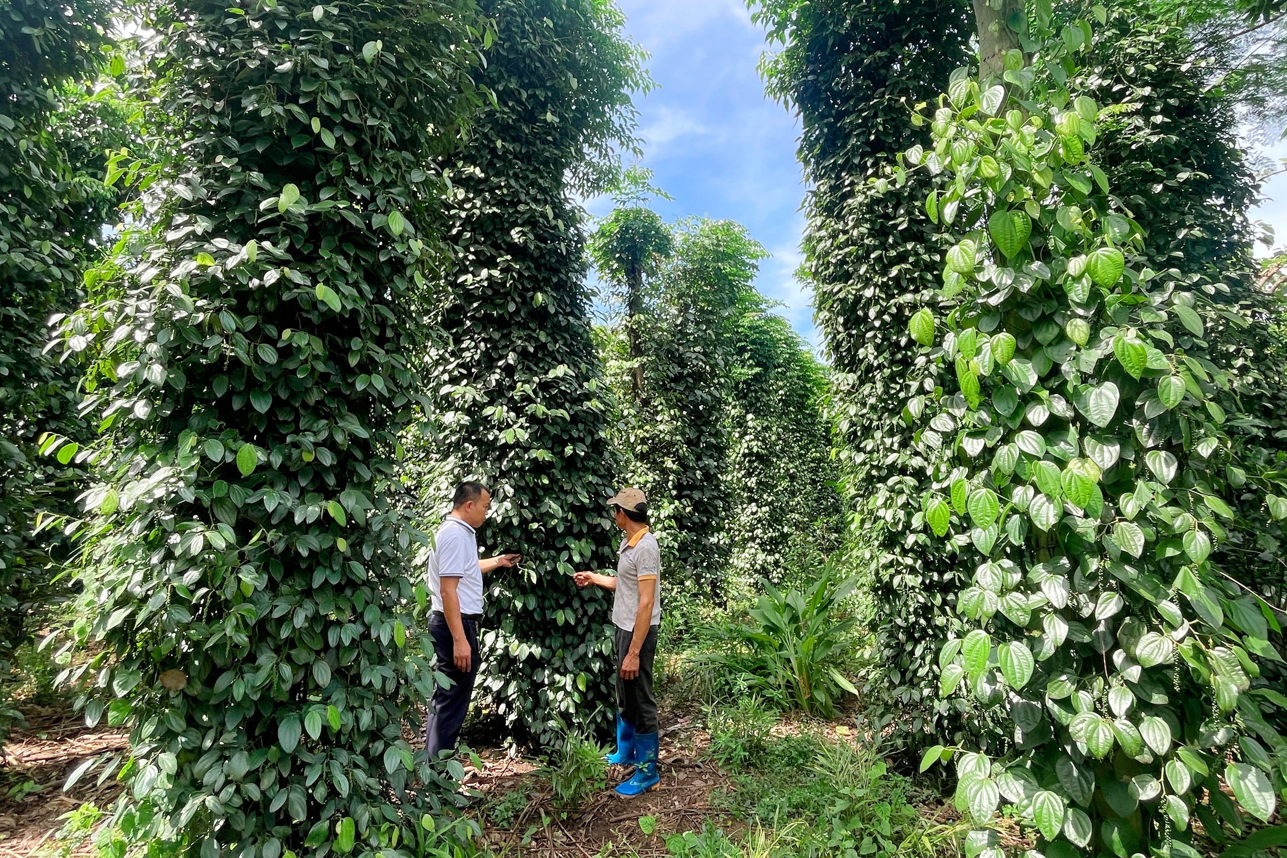 Phó Chủ tịch TƯ Hội NDVN Bùi Thị Thơm: Diễn đàn “Lắng nghe nông dân nói” là hoạt động quan trọng của Hội Nông dân - Ảnh 3.