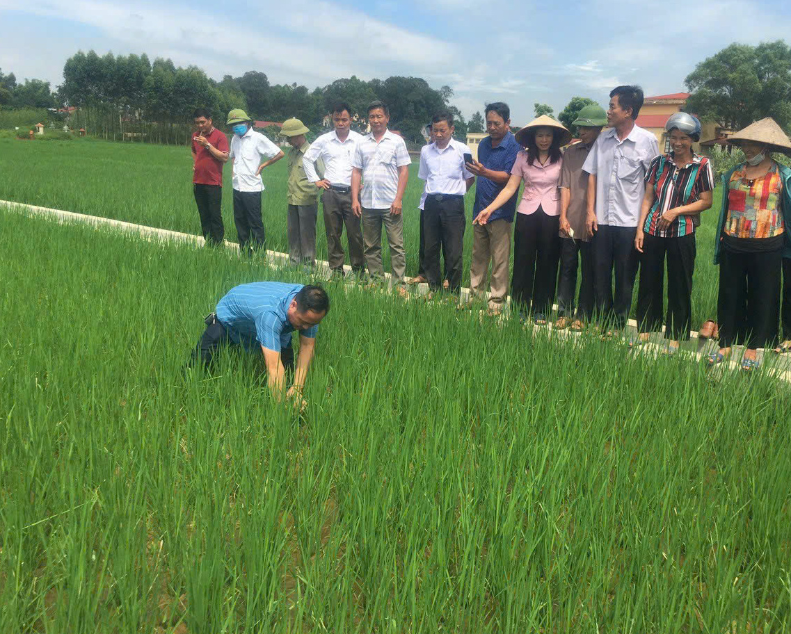 Trưởng thôn xã miền núi của tỉnh Bắc Giang “miệng nói tay làm” khéo vận động nông dân trồng lúa thân thiện với môi trường- Ảnh 1.