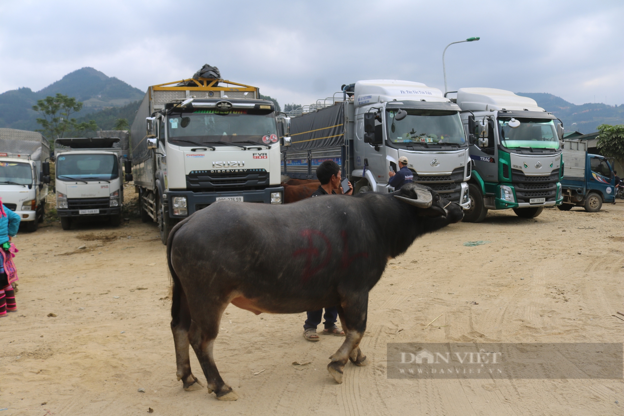 Nhộn nhịp chợ trâu lớn nhất vùng Tây Bắc - Ảnh 5.