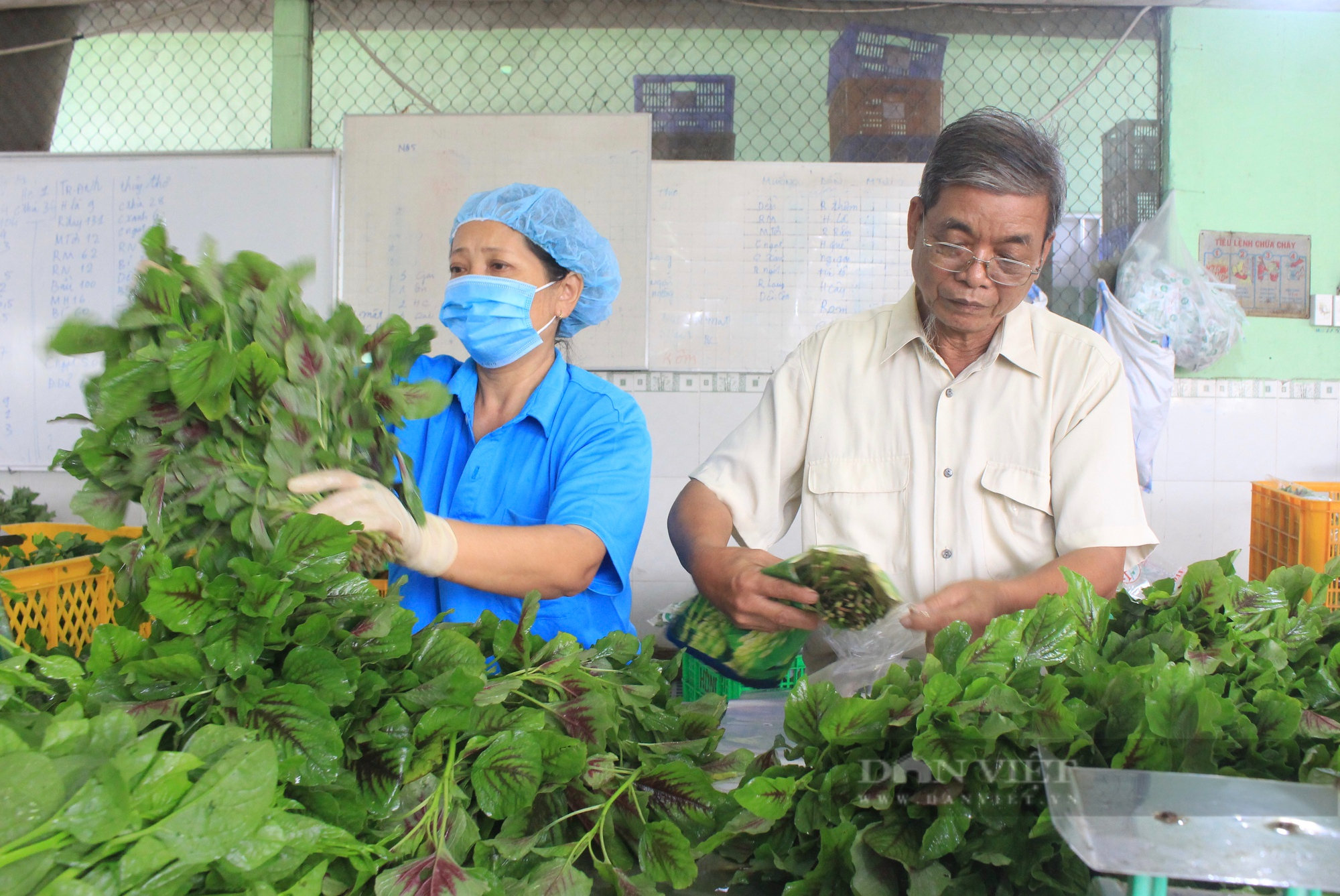 Nông dân các huyện nông thôn mới TP.HCM làm nông nghiệp đô thị, được hưởng ưu đãi gì? - Ảnh 1.