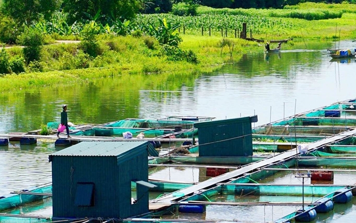 Tan nát các ruộng trồng dưa hấu ở Gia Lai, nông dân khóc không nổi nhìn cảnh thất thu - Ảnh 8.