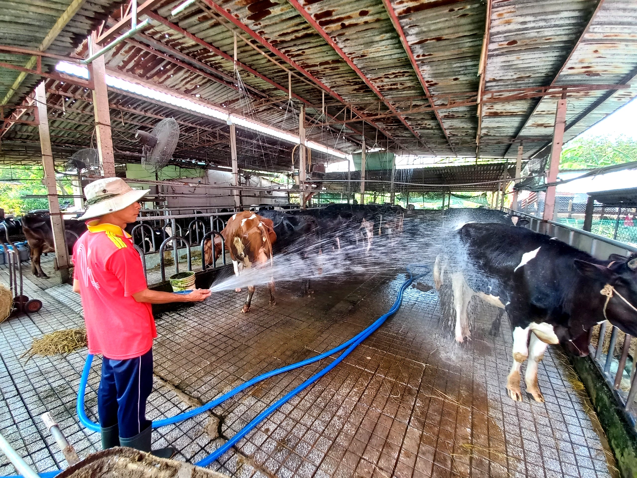 100% trang trại chăn nuôi tái sử dụng chất thải làm kinh tế tuần hoàn - Ảnh 1.