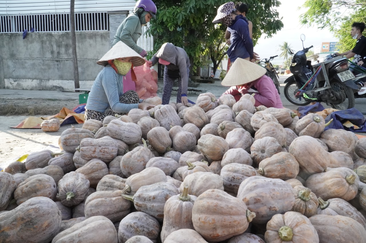 Bí đỏ tăng giá, nông dân Ninh Hòa năm nay không lo lắng đầu ra - Ảnh 1.