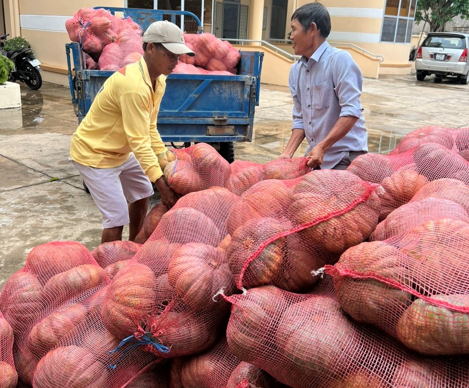 Bí đỏ tăng giá, nông dân Ninh Hòa năm nay không lo lắng đầu ra - Ảnh 3.