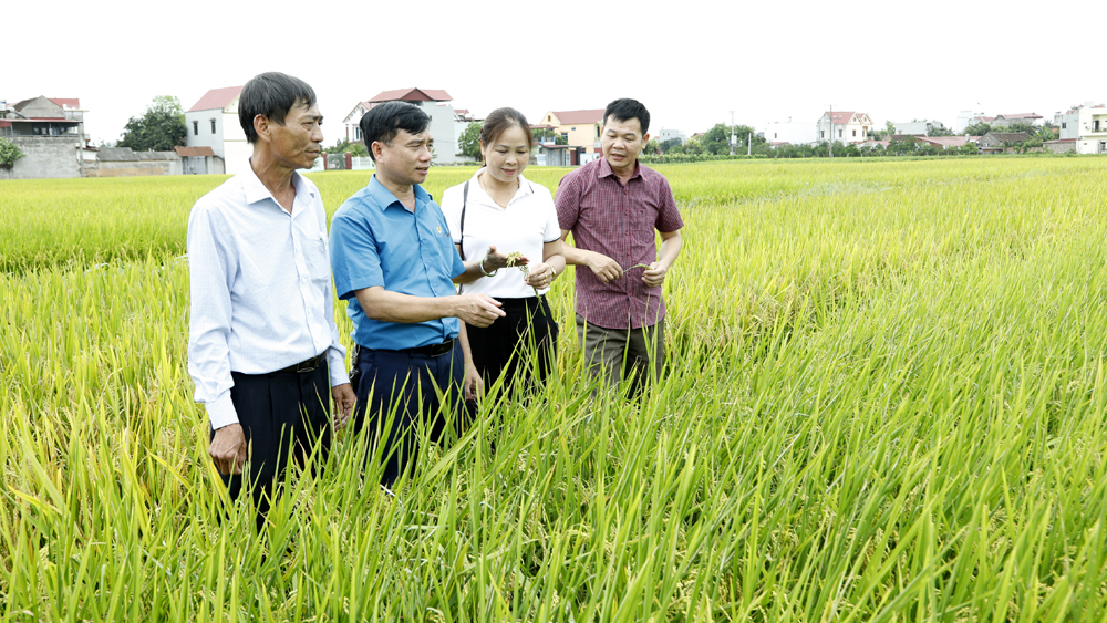 Chủ tịch Hội NDVN Lương Quốc Đoàn khen ngợi Hội Nông dân Bắc Giang thực hiện mô hình canh tác lúa thân thiện môi trường- Ảnh 3.