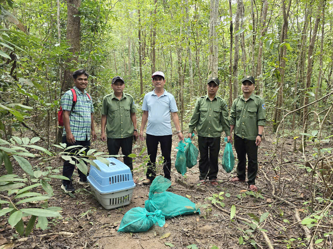 3 con khỉ đuôi lợn, 2 con trăn đất là động vật hoang dã có trong Đỏ vừa thả vô rừng Kon Tum- Ảnh 1.