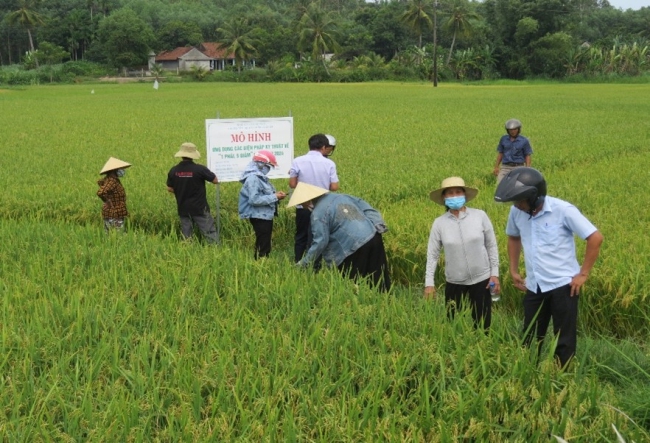 Quảng Ngãi: Nông nghiệp thị xã Đức Phổ vượt khó, tăng trưởng vượt kế hoạch năm 2024- Ảnh 1.