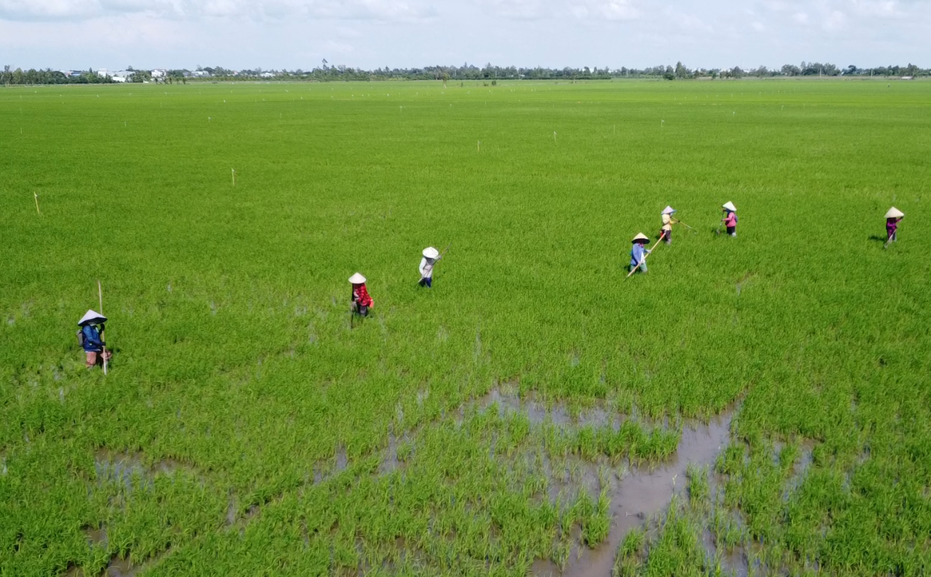 Bảo hiểm nông nghiệp: Lời cam kết từ Bảo hiểm Agribank cho nền nông nghiệp bền vững - Ảnh 2.