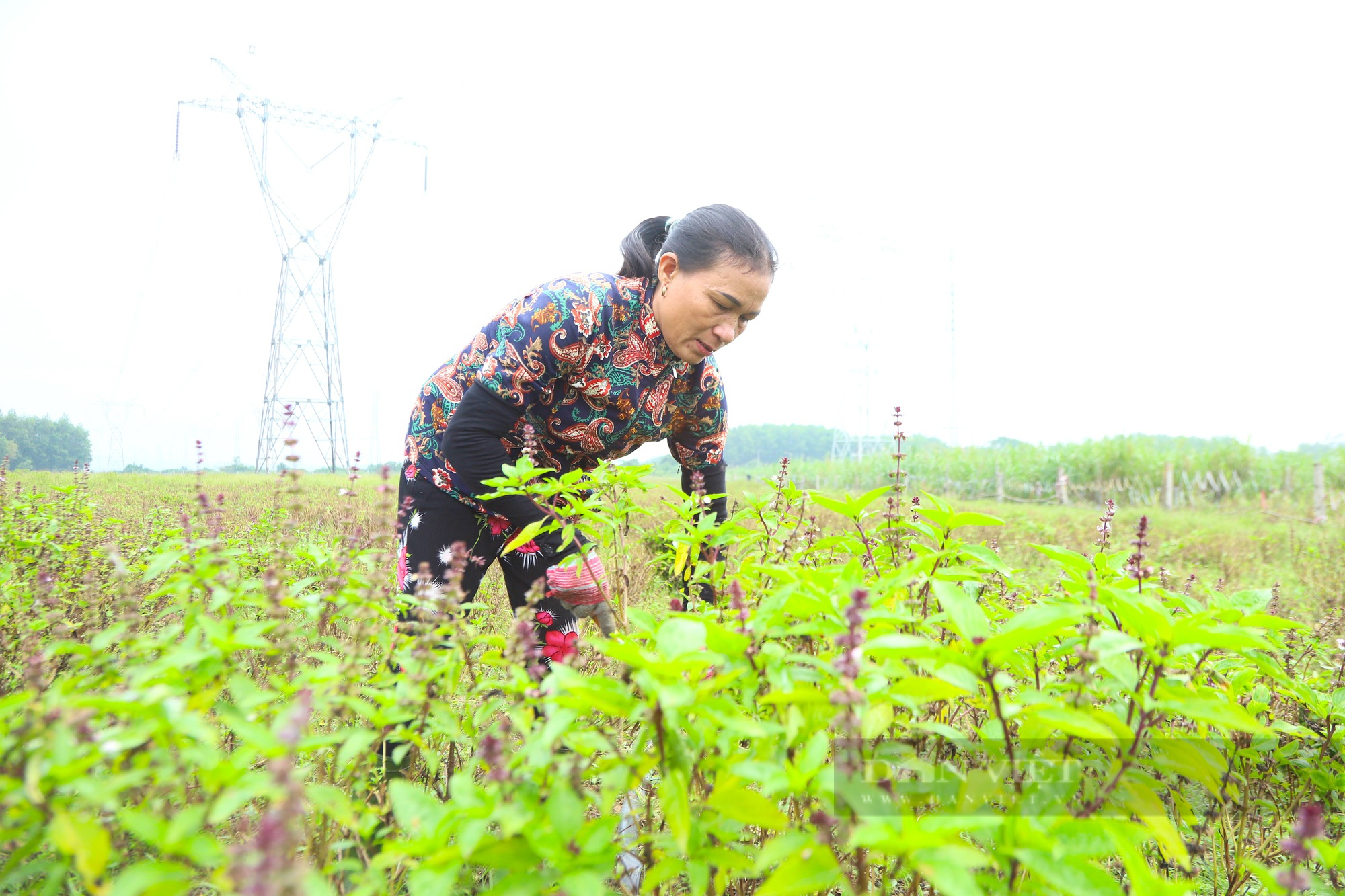 Nông dân Hà Tĩnh trồng thứ rau “làm chơi, xơi thật”, mỗi năm bỏ túi hàng chục triệu đồng- Ảnh 3.