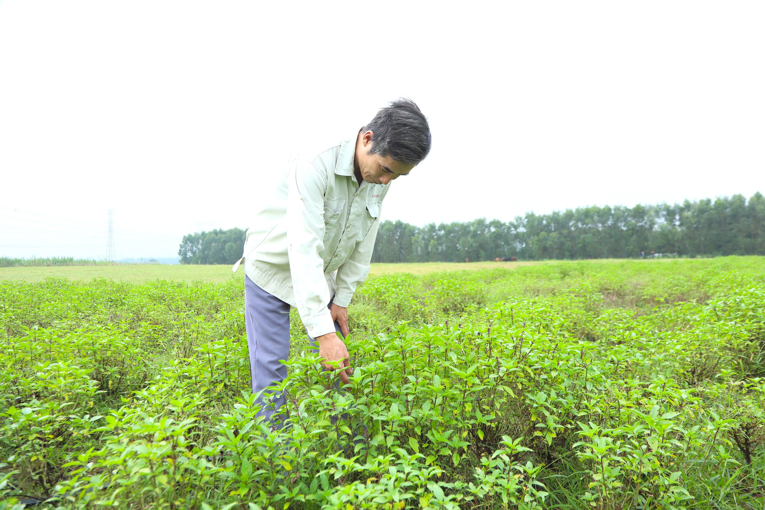 Nông dân Hà Tĩnh trồng thứ rau “làm chơi, xơi thật”, mỗi năm bỏ túi hàng chục triệu đồng- Ảnh 4.