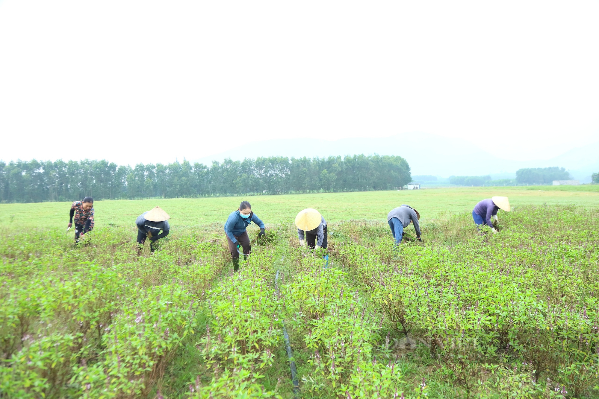 Nông dân Hà Tĩnh trồng thứ rau “làm chơi, xơi thật”, mỗi năm bỏ túi hàng chục triệu đồng- Ảnh 6.