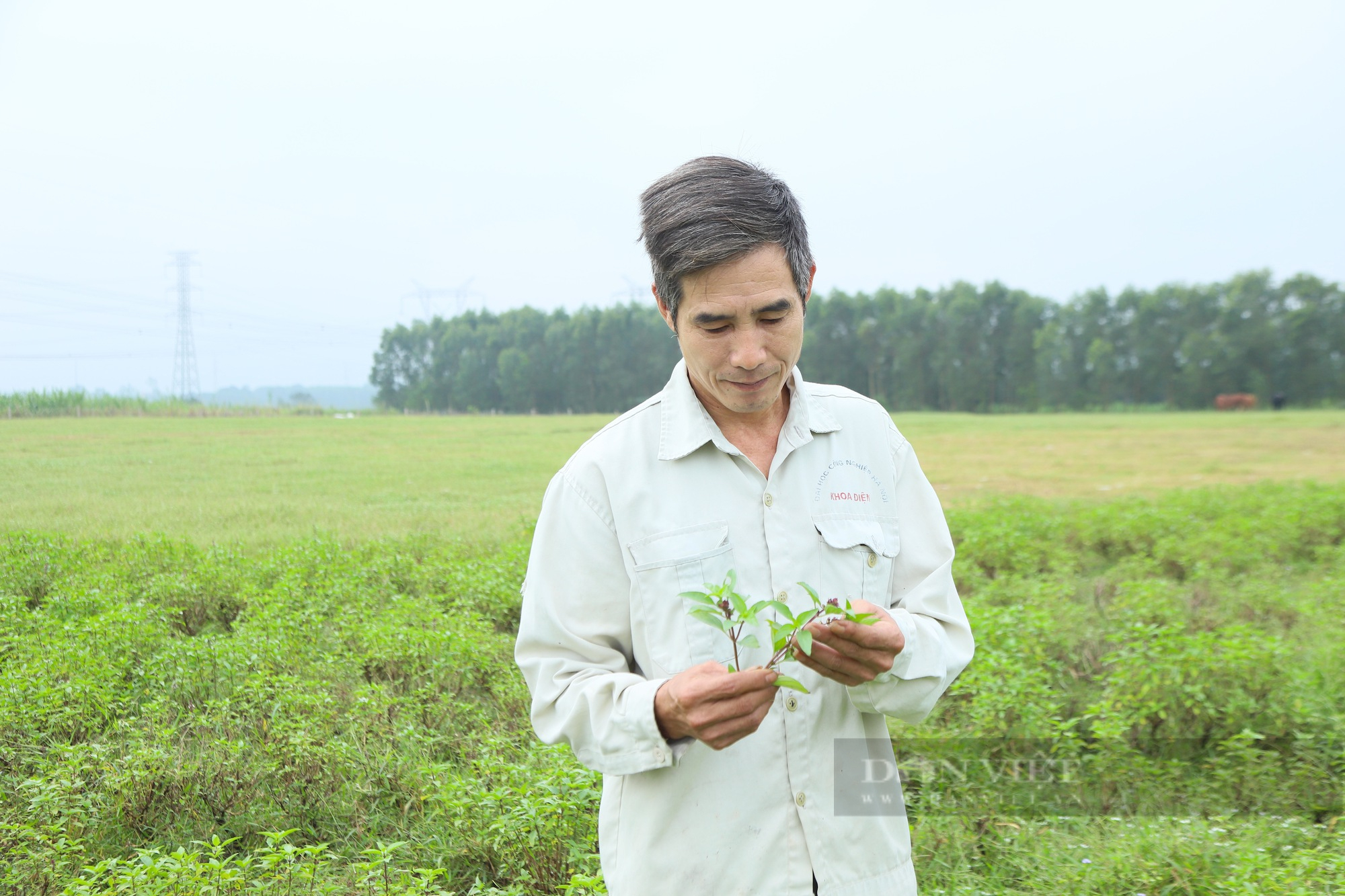 Nông dân Hà Tĩnh trồng thứ rau “làm chơi, xơi thật”, mỗi năm bỏ túi hàng chục triệu đồng- Ảnh 1.