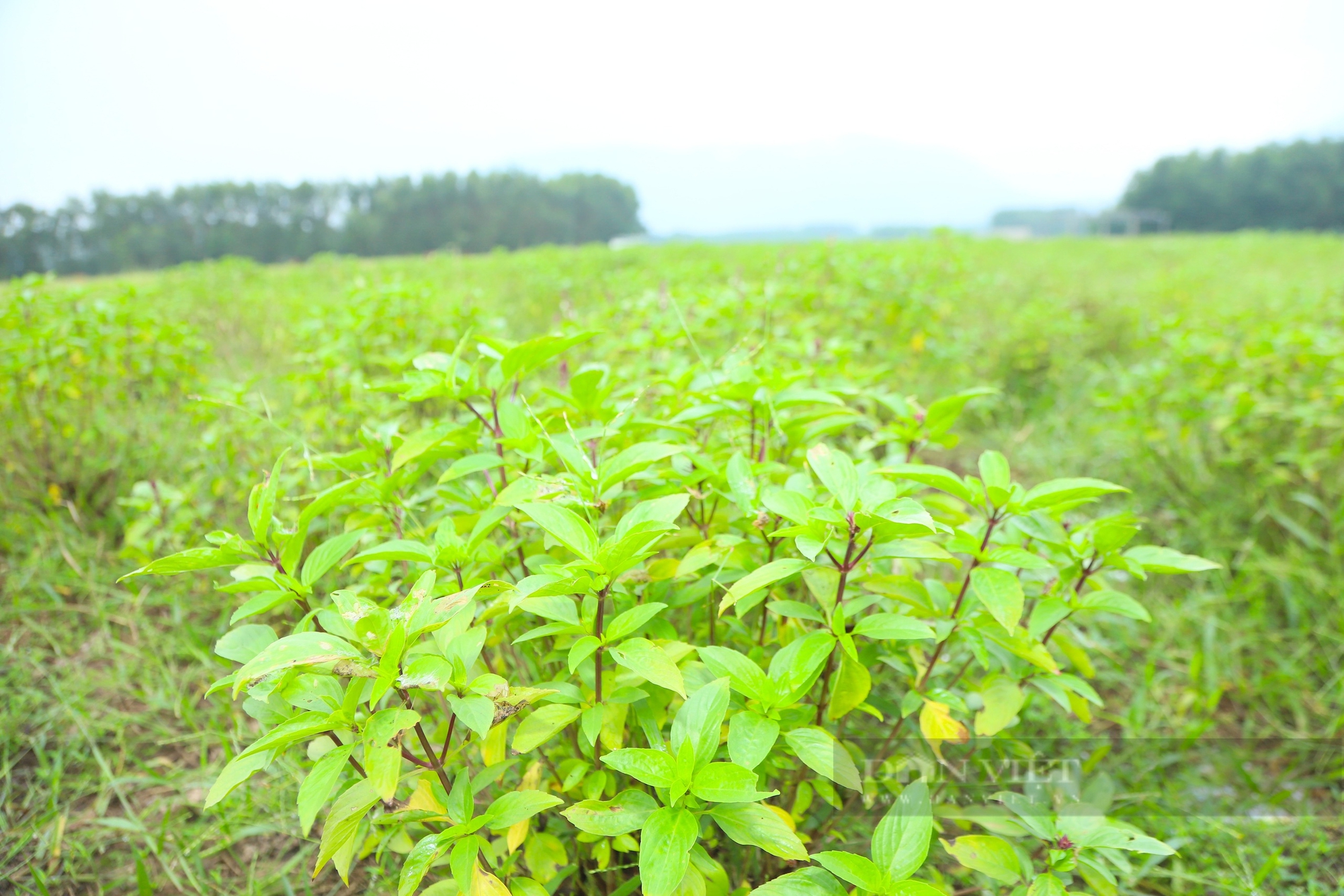 Nông dân Hà Tĩnh trồng thứ rau “làm chơi, xơi thật”, mỗi năm bỏ túi hàng chục triệu đồng- Ảnh 5.