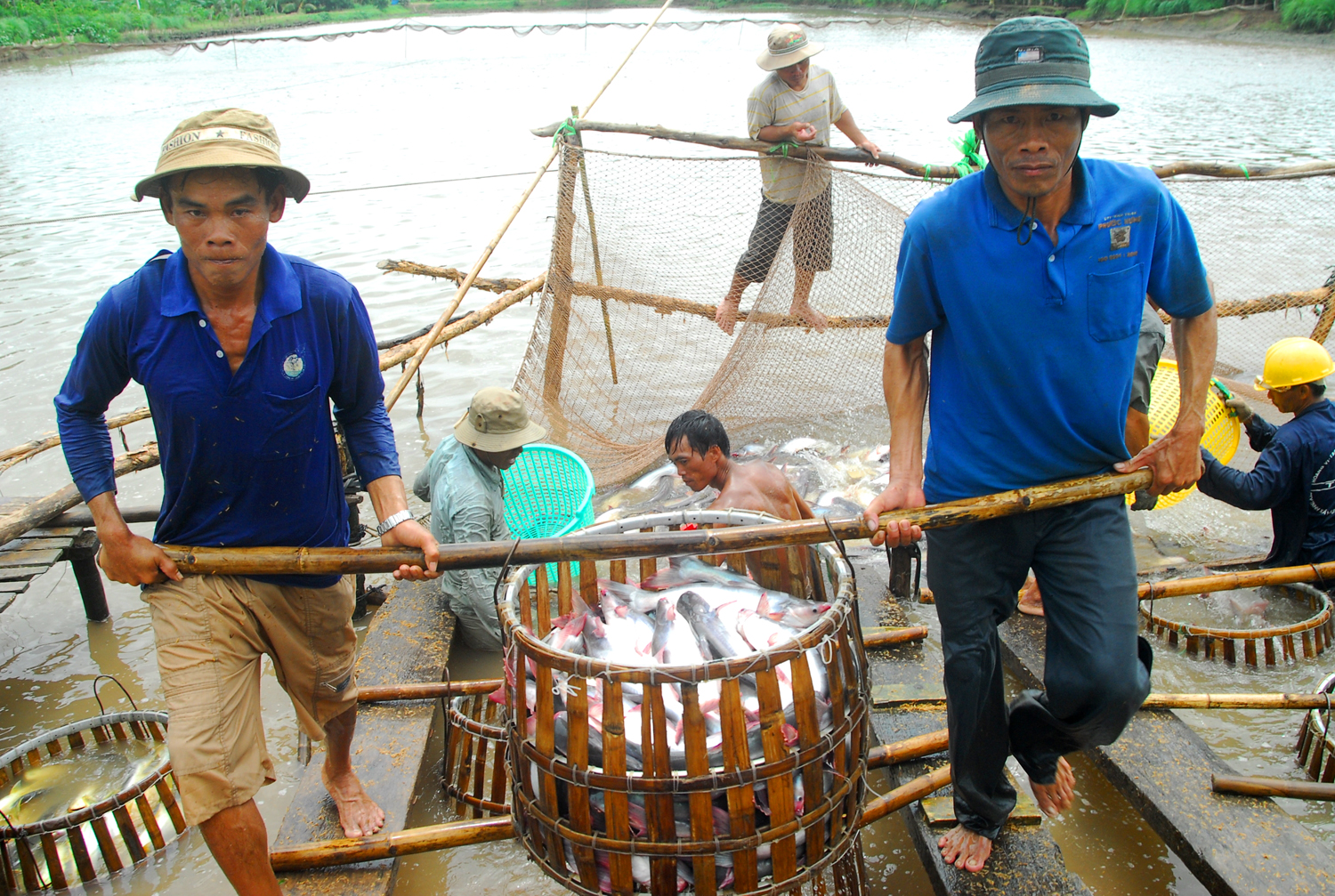 VietGAP trong thủy sản: Xây dựng như một tiêu chuẩn quốc tế - Ảnh 4.