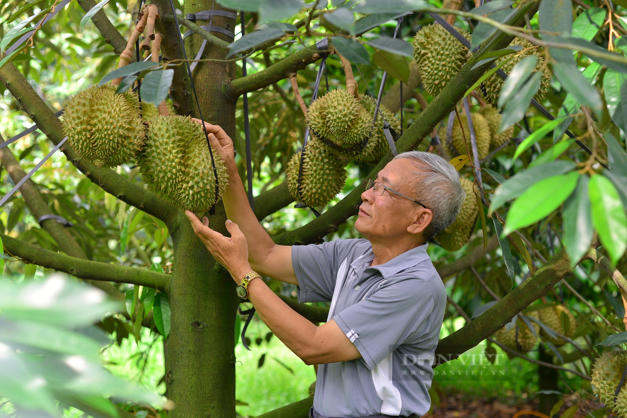 Gần 30 năm gắn bó, lão nông Lâm Đồng có thu nhập tiền tỷ nhờ trồng “cây tỷ đô” - Ảnh 3.