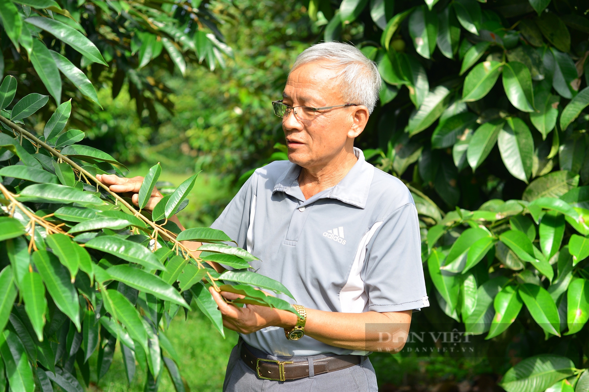 Gần 30 năm gắn bó, lão nông Lâm Đồng có thu nhập tiền tỷ nhờ trồng “cây tỷ đô” - Ảnh 2.