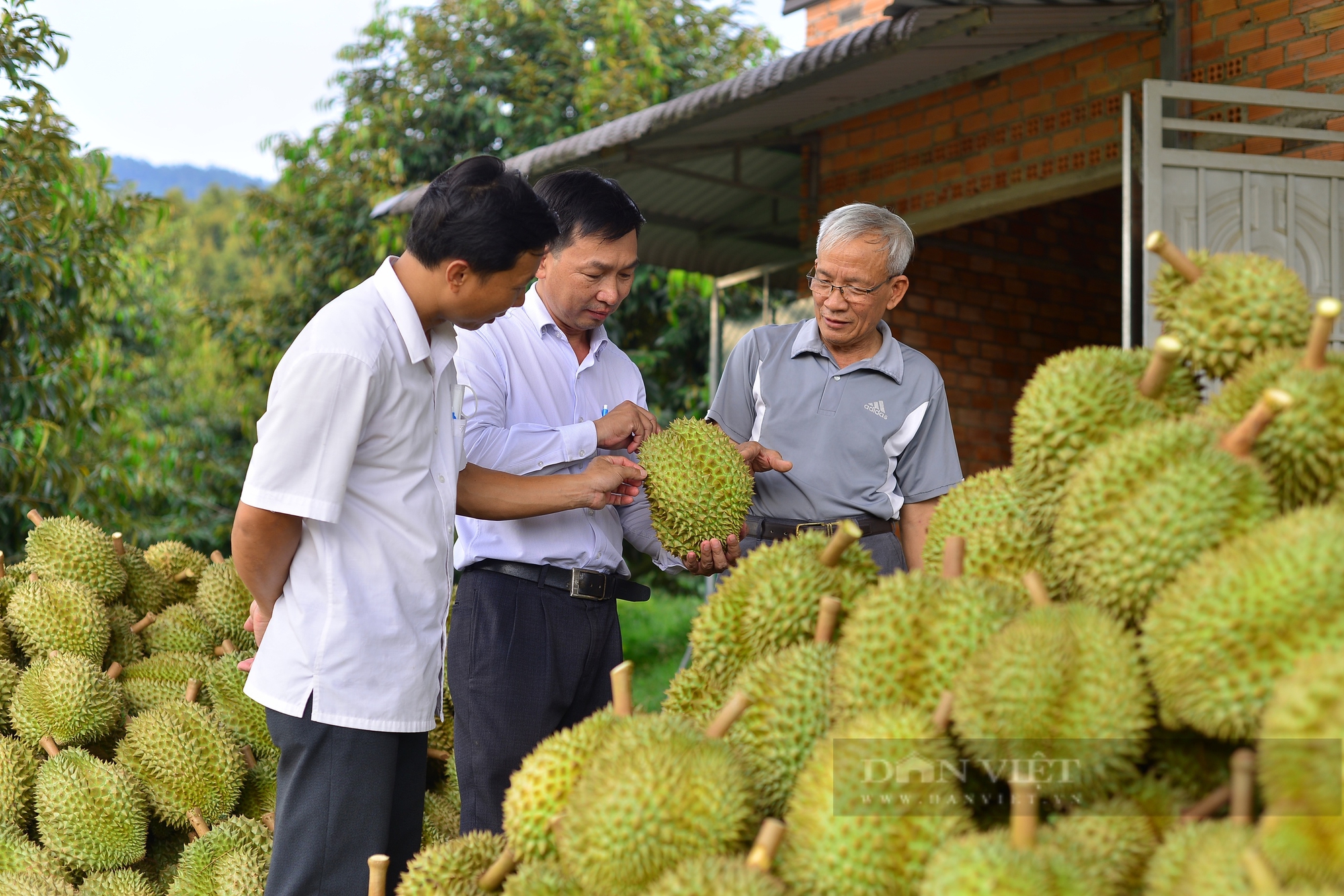 Gần 30 năm gắn bó, lão nông Lâm Đồng có thu nhập tiền tỷ nhờ trồng “cây tỷ đô” - Ảnh 4.