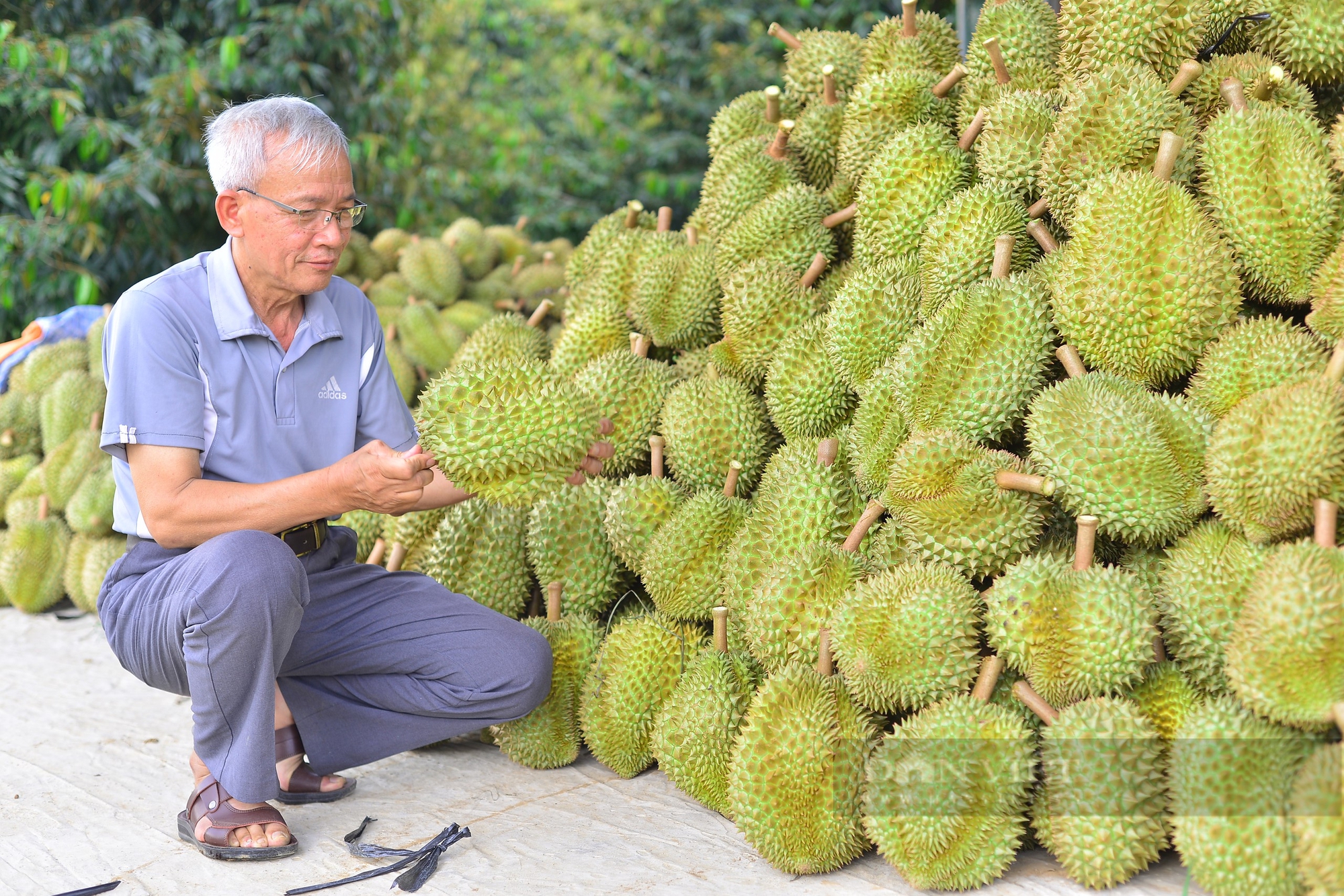 Gần 30 năm gắn bó, lão nông Lâm Đồng có thu nhập tiền tỷ nhờ trồng “cây tỷ đô” - Ảnh 5.