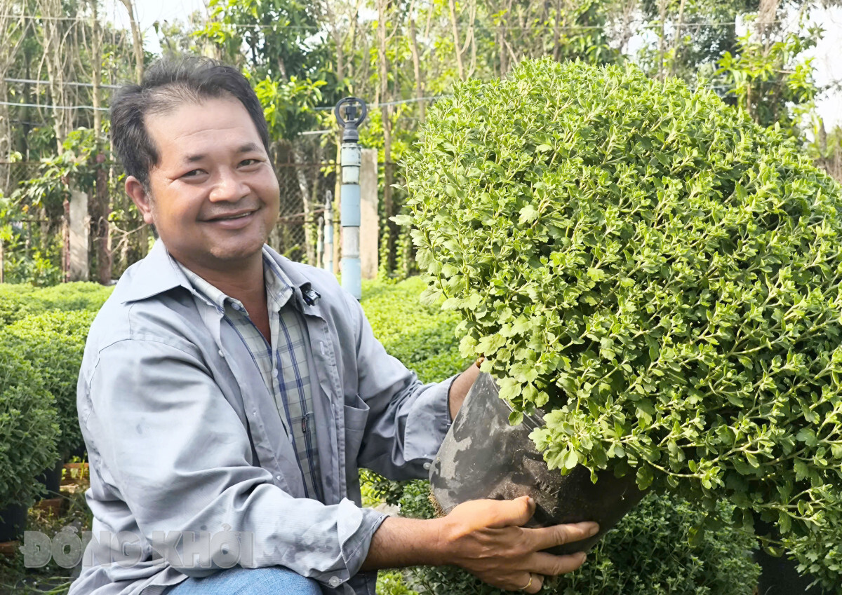 Sao hoa cúc mâm xôi hút hàng, có nhà ở Bến Tre đã bán hết dù còn hơn 2 tháng nữa mới đến Tết?- Ảnh 1.