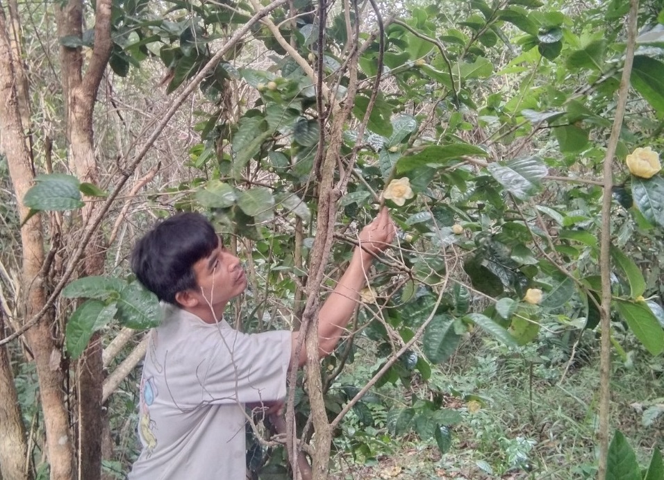 Mang cây dại trên rừng về nhà trồng để lấy hoa, lá chế biến, chàng trai Đắk Lắk bán tiền triệu mỗi kilôgam - Ảnh 7.