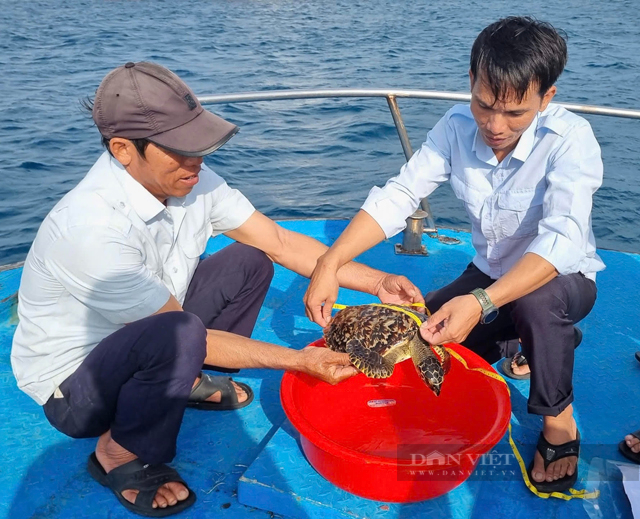 Toàn cảnh thả về biển động vật có tên trong sách đỏ được người dân Lý Sơn phát hiện nằm trên rác- Ảnh 4.