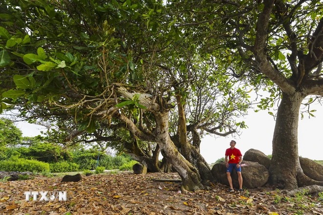 Một hòn đảo rộng  2,3km2 cách bờ biển Quảng Trị 30km, 70% diện tích đảo là rừng nguyên sinh - Ảnh 2.