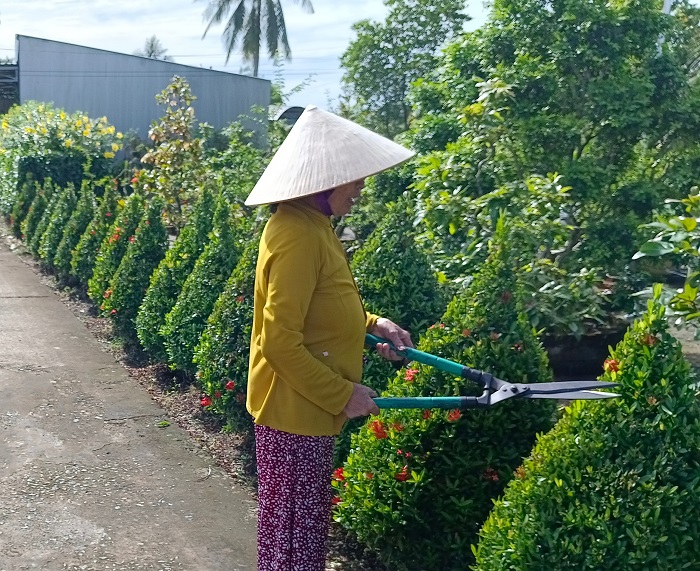 Hàng rào trồng hoa bông trang ở một xã nông thôn mới nâng cao của Cà Mau đẹp như phim thế này đây - Ảnh 1.