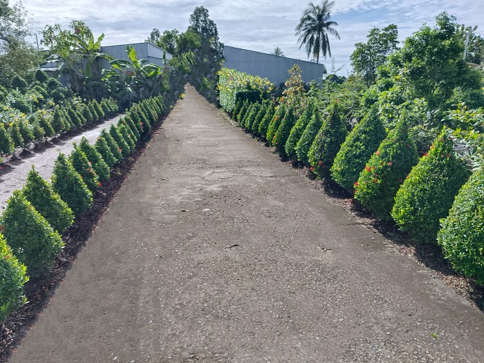 Hàng rào trồng hoa bông trang ở một xã nông thôn mới nâng cao của Cà Mau đẹp như phim thế này đây - Ảnh 2.